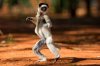 Dancing-Lemur11.jpg
