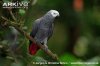 African-grey-parrot-perched.jpg