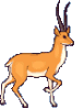 antilopes-02.gif